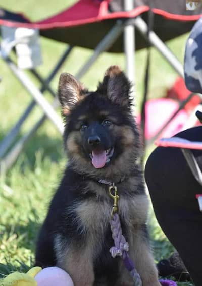 German Shepherd Available
