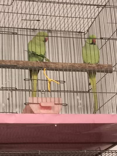 green parrot for sale