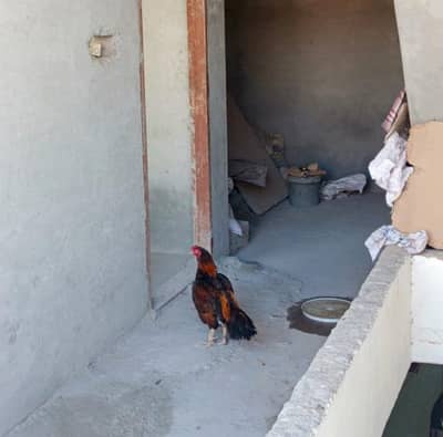 pela zehrela bht bhi miyari parinda h 03145489284