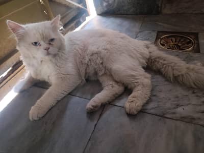 Persian Doll face male