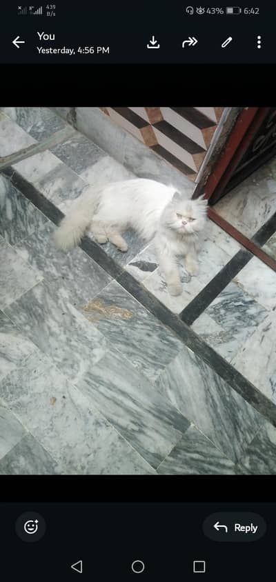 Russian cat for sale. .