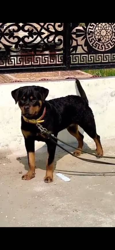 Rotweiler