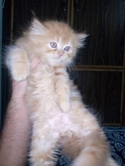 Persian Kittens Quality punch, sami punch Available