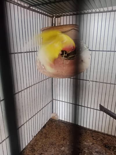 breader pairs are available