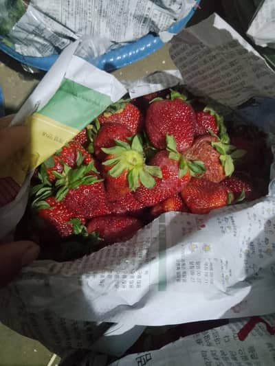 staberry fresh weight 5kg  350 pr kg