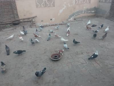 teddy Pigeon | Teddy Missy | Shirazi/dub wala | kabutar | High Flyer