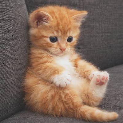 original Persian Breed