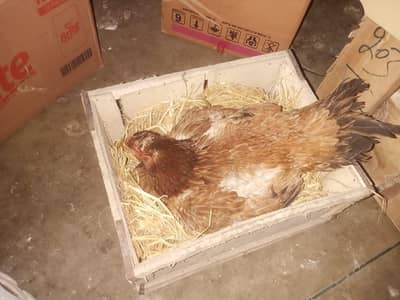 kurak murgian for sale