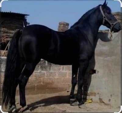 Gora full jet black 63" hight