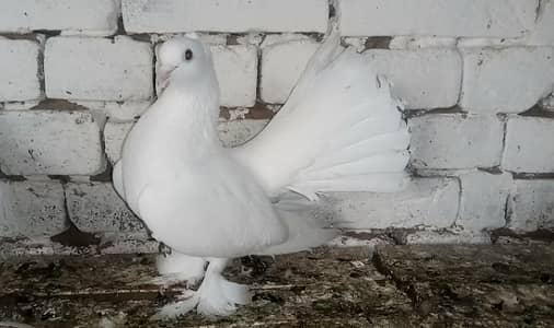 Female Fancy Pigeon lakky Kabootar 03431683430