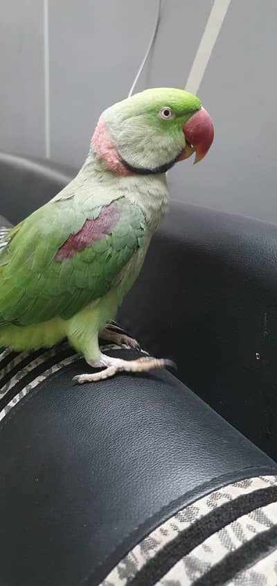 kashmiri raw parrot hand tamed for sale.