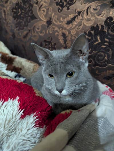 Stunning Russian Blue Cat for Sale – Healthy & Active