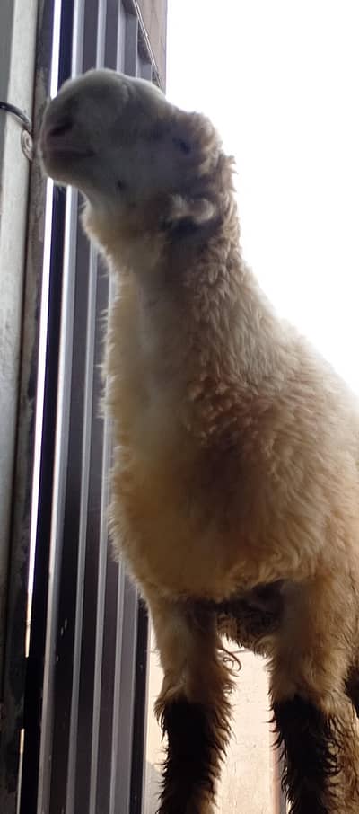 mundrachatra/chatra/bakra/sheep