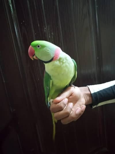 raw parrot male hand Tam
