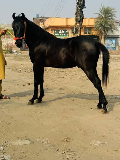 full jet black Gora saral vacheara