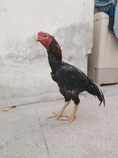 Aseel breader lasani murga