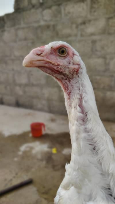 Aseel white o shamo check. . .