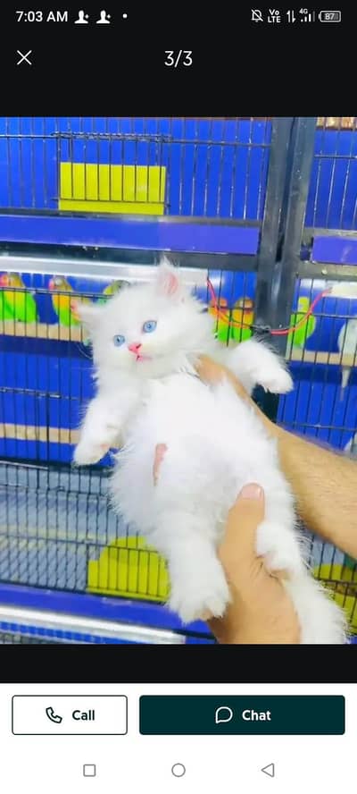 cat persian cat my WhatsApp number 03263875929