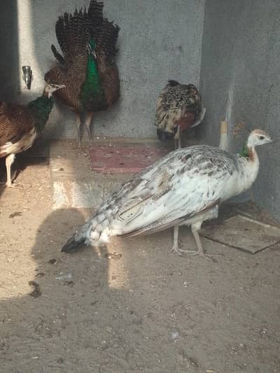 breader female guaranteed and male black shoulder