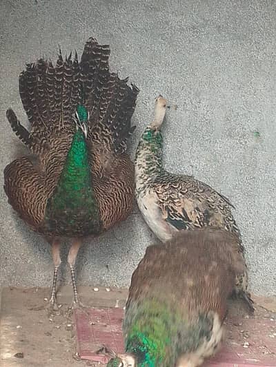 4:peacocks black and blue shoulder