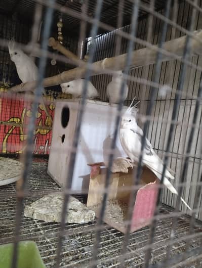 Eno cockatiel red and black eye