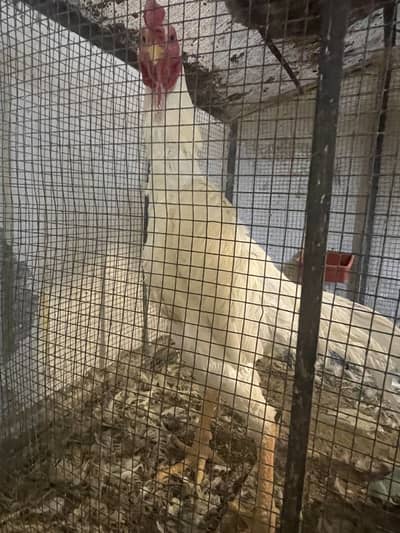 Shamo Original Breed Any need orignal Shamo contact