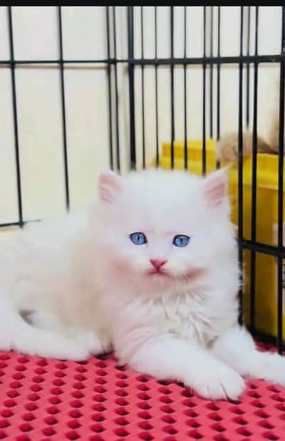 Persian cat for sale male or female my WhatsApp 0321=43=90=746
