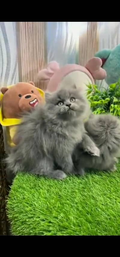 Quality Persian Punch face cat & kitten is 03233614642 WhatsApp