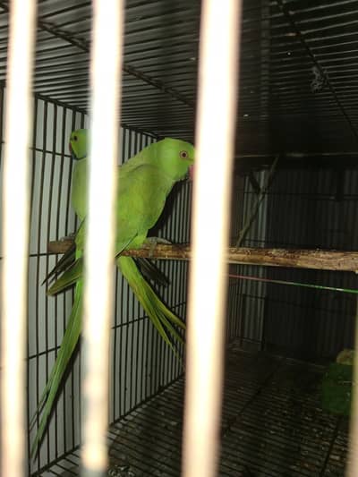 raw parrots breeder pair