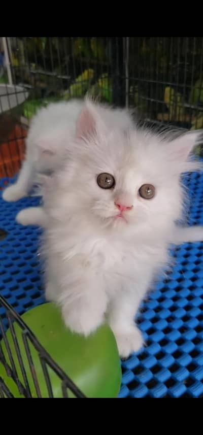 Quality Persian Punch face cat & kitten is 03233614642 WhatsApp