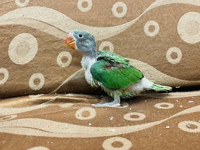 Jumbo Size Kashmiri Raw (near to cover)chicks available for sale