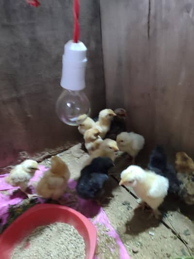 MIX BREED CHICKS AVAILABLE FOR SALE