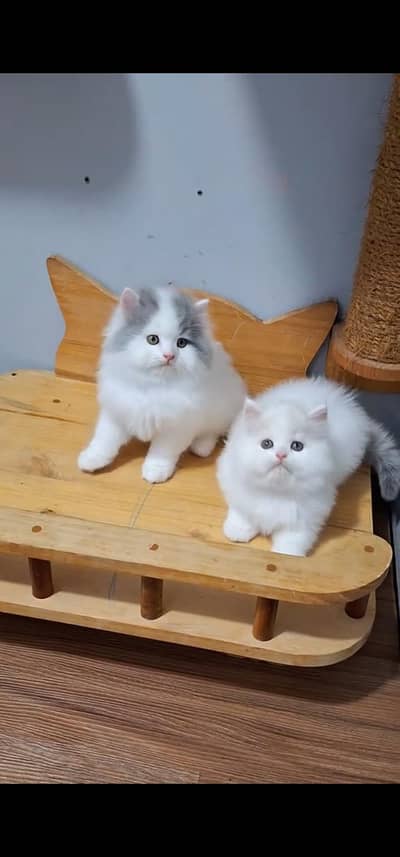 Quality Persian Punch face cat & kitten is 03233614642 WhatsApp