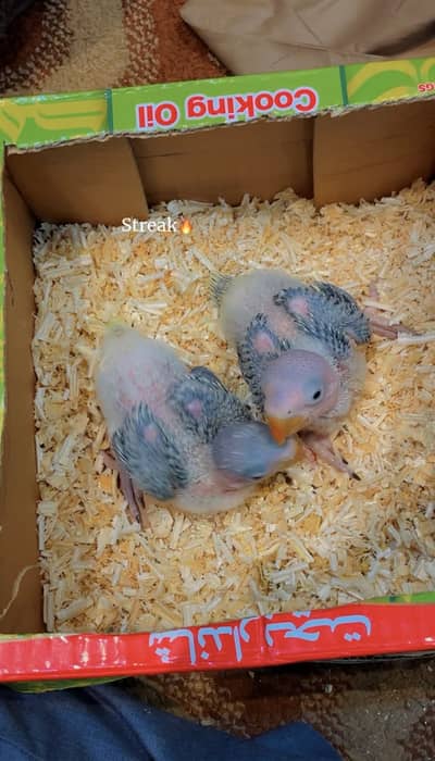 Kashmiri Alexandrine Raw chick available for sale