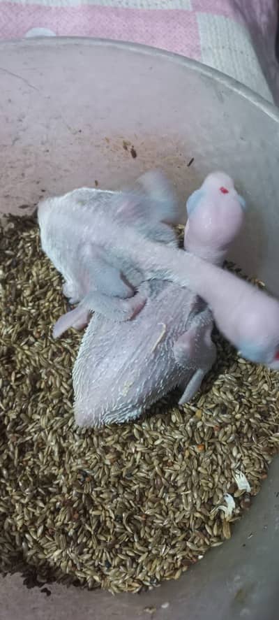 Kashmiri Raw jumbo size chick available for se