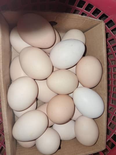 Desi eggs (ghar k desi Andy) full organic
