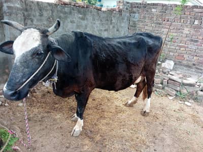 cow for sale