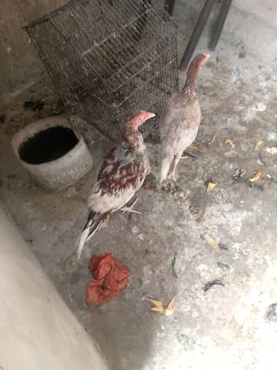 aseel murga murghi pair