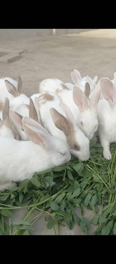 rabbit for sale 1500 pair