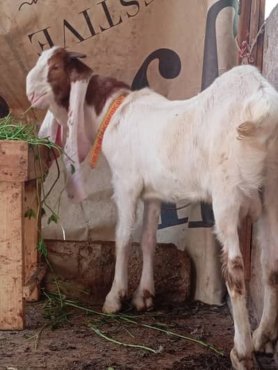 bakra