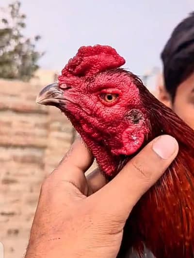 pure penus pokoya   03034675408