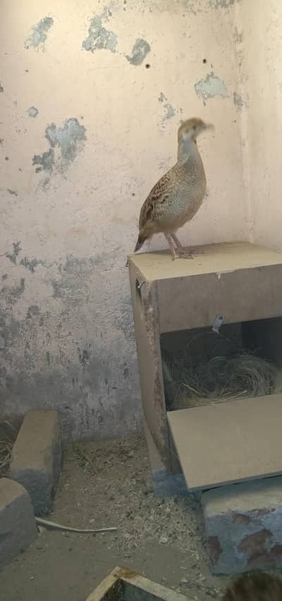 Irani tetaar female urgent sale