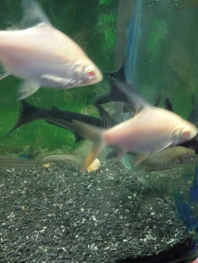 Albino tinfoil barb pair and pair of clown knife fish