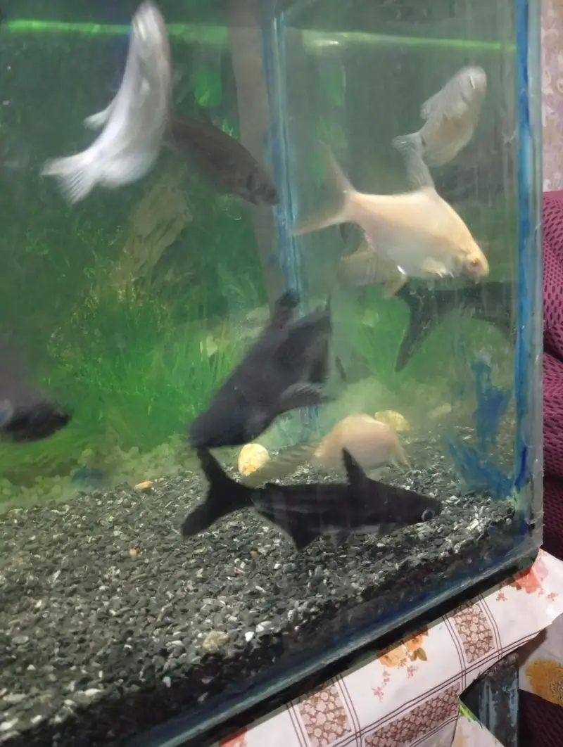 Albino tinfoil barb pair and pair of clown knife fish — photo 2