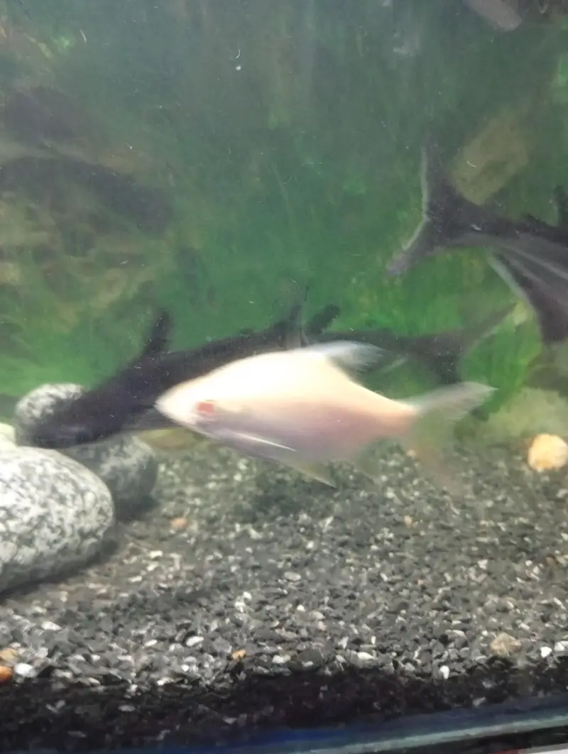 Albino tinfoil barb pair and pair of clown knife fish — photo 3
