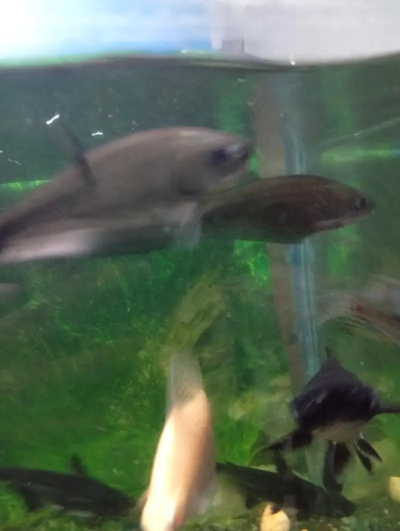 Albino tinfoil barb pair and pair of clown knife fish — photo 4