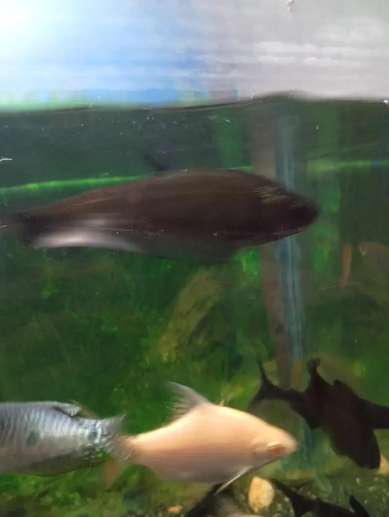 Albino tinfoil barb pair and pair of clown knife fish — photo 5