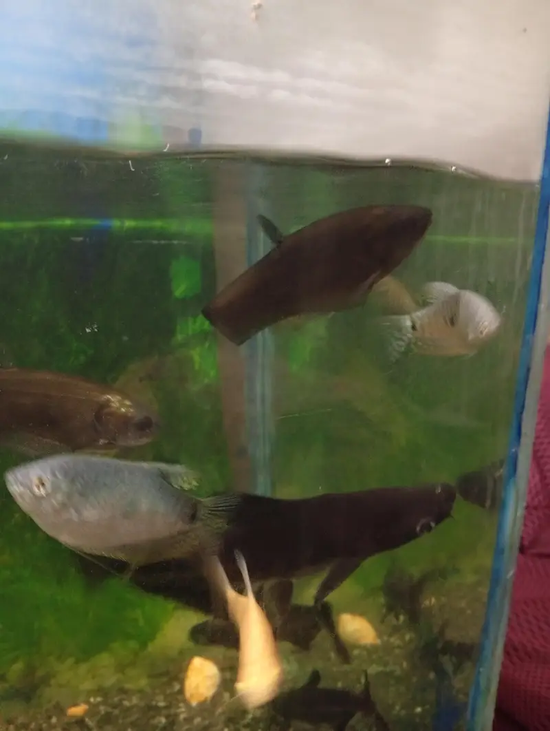 Albino tinfoil barb pair and pair of clown knife fish — photo 6