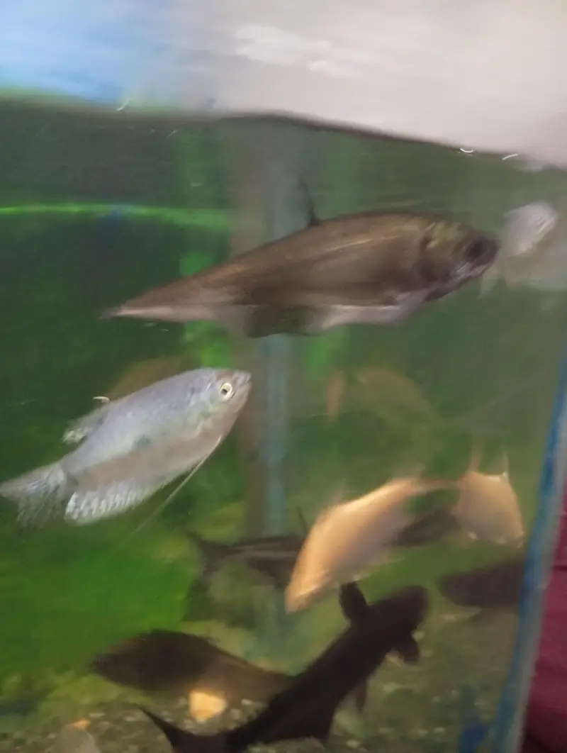 Albino tinfoil barb pair and pair of clown knife fish — photo 7