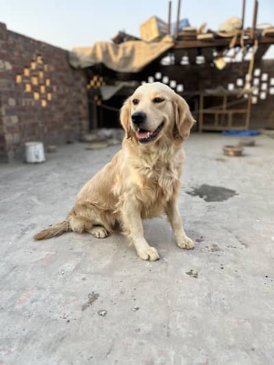 Golden Retriever  Female